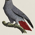 Le Perroquet Cendre / African Grey Parrot - Restored 19th century illustration by Jacques Barraband