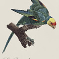 Le Perruche a Tete Jaune / Carolina parakeet - Restored 19th century illustration by Barraband