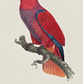 Premiere variete du grand Lori / Eclectus parrot - Restored 19thc.  illustration by Barraband